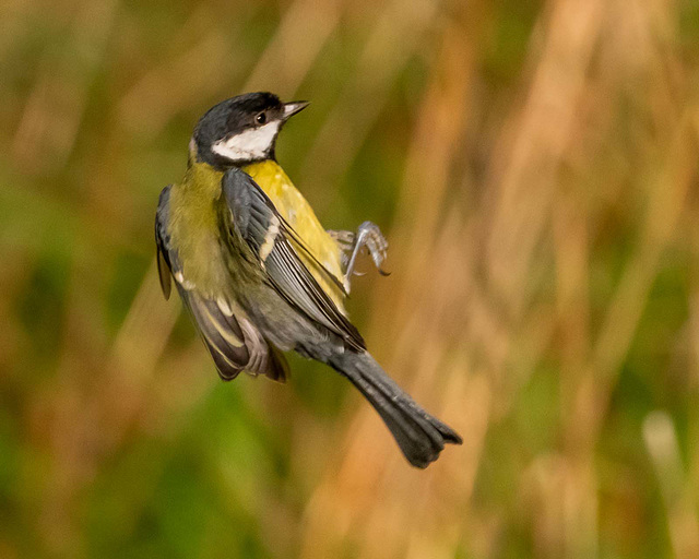 Great tit