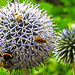 20230719 2439CPw [D~LIP] Kugeldistel, Dunkle Erdhummel, Honigbiene, Gelbbindige Furchenbiene (Halictus scabiosae), Bad Salzuflen