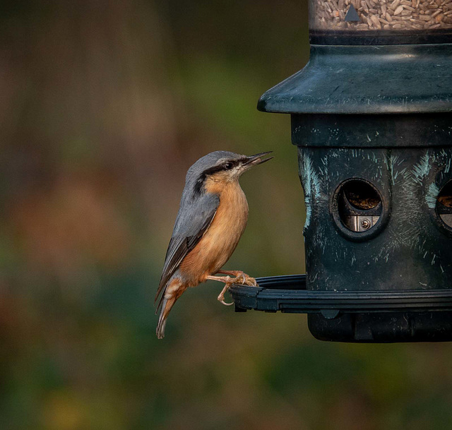 Nuthatch