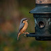 Nuthatch