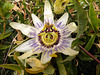 Passiflore ou fleur de la passion