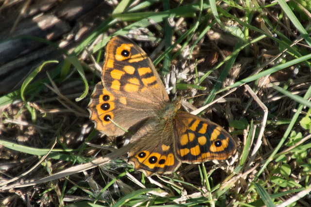 Speckled Wood f (Pararge aegeria) DSB 2197