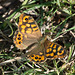 Speckled Wood f (Pararge aegeria) DSB 2197