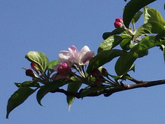 The blossom on the apple tree is fantastic
