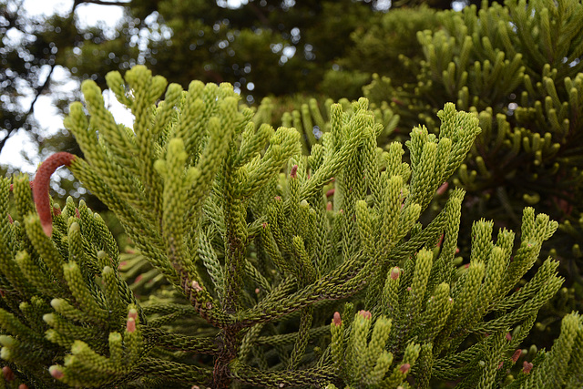 Buenos Aires, Young Cones of Araucaria