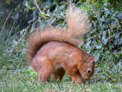 Red Squirrel moulting