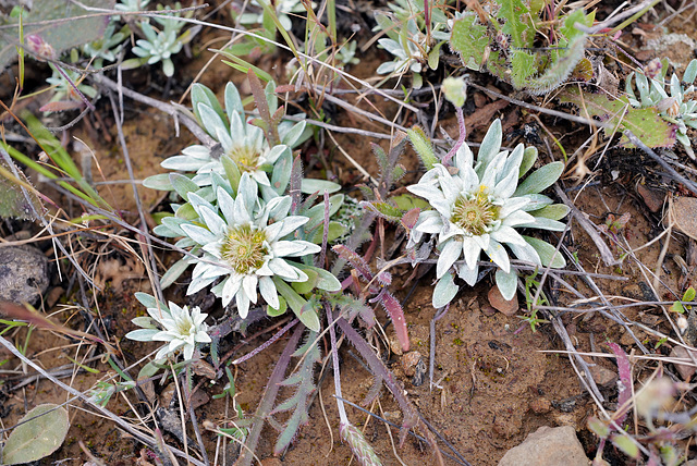 Evax carpetana, Asteraceae