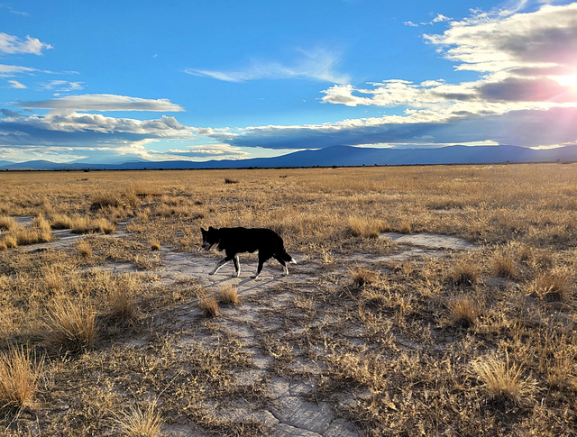 Sauntering dog