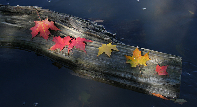 49/50 maple leaf, feuille d'érable