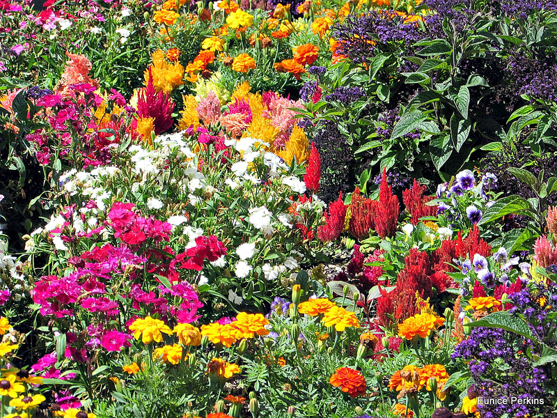 A Riot Of Colour.