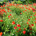 Roter Mohn