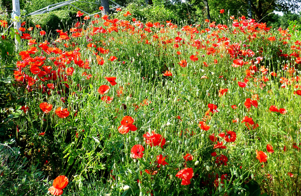 Roter Mohn