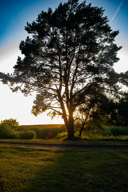 Kiefer in der Abendsonne