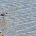 spotted sandpiper at BP