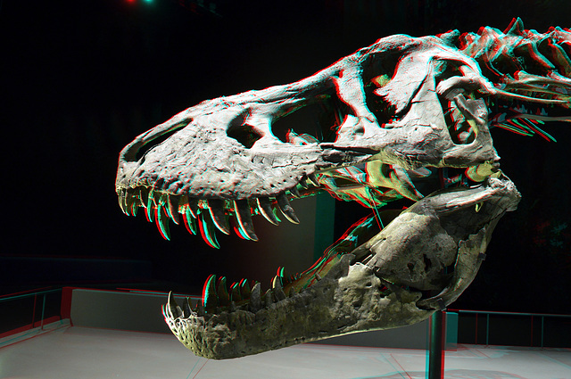 Naturalis Leiden 3D anaglyph