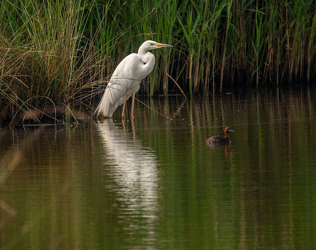 Great white egret