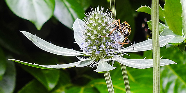 20230719 2440CPw [D~LIP] Flachblättriger Mannstreu (Eryngium planum), Gefleckter Schmalbock (Strangalia maculata), Bad Salzuflen