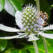 20230719 2440CPw [D~LIP] Flachblättriger Mannstreu (Eryngium planum), Gefleckter Schmalbock (Strangalia maculata), Bad Salzuflen