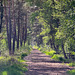 Waldweg #1