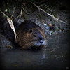 Le Ragondin (Myocastor coypus)