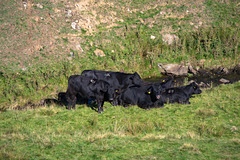 Black Bullocks below Tunstead Farm