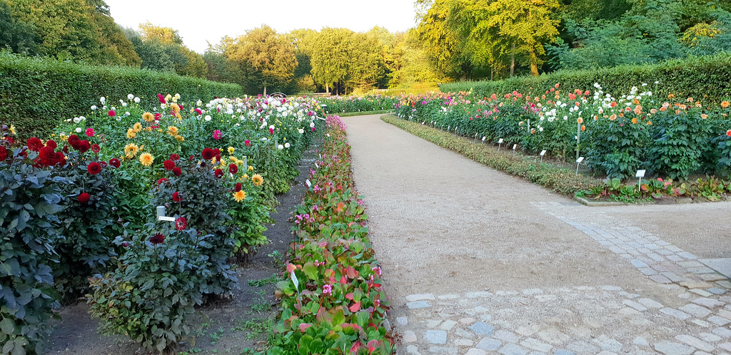 Dahliengarten