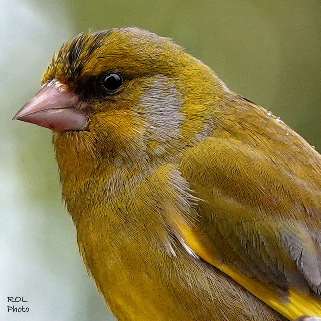 Un beau profil...! voir la photo qui précède, pour le voir dans mon figuier