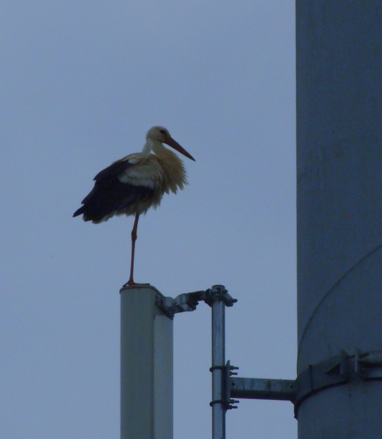 Telephone Stork