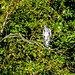 Heron fishing