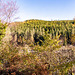 Llyn Crafnant17