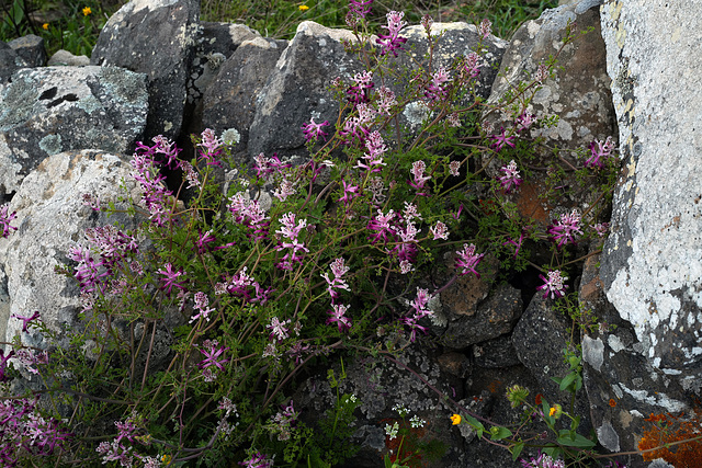 Fumaria agraria