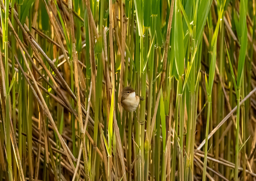 Reed warbler