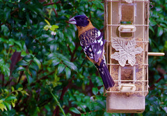 Grosbeak