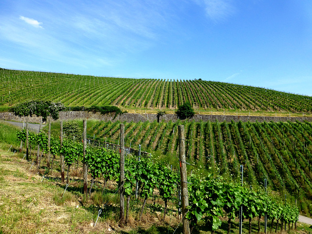 Weinberge