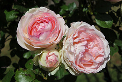 Rosier Pierre de Ronsard - Les trois âges d'une rose