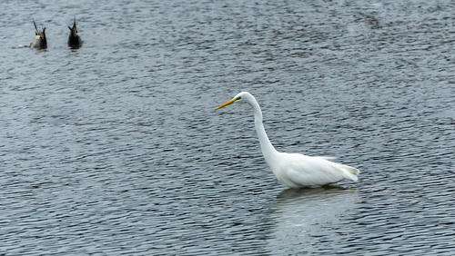 Great White On Parade