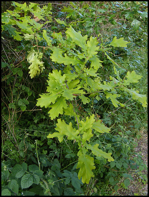 oak leaves in spring