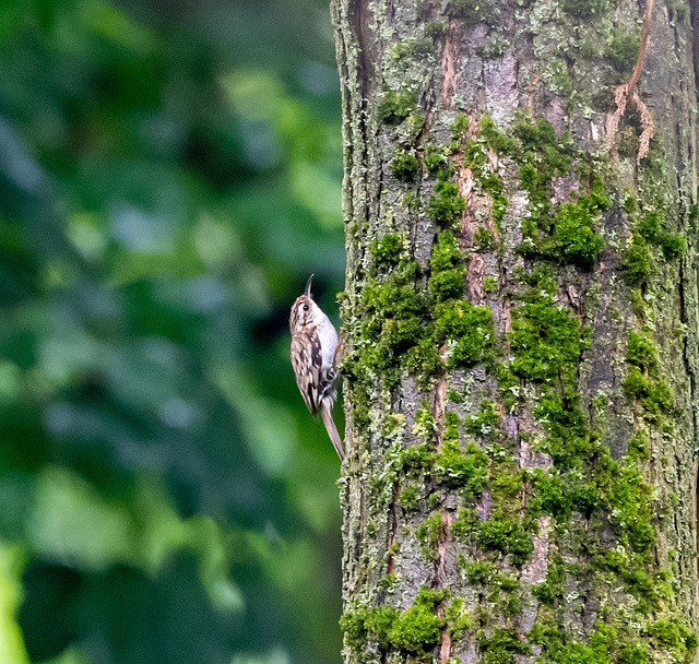 Tree creeper