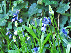 Bluebells are starting to come out