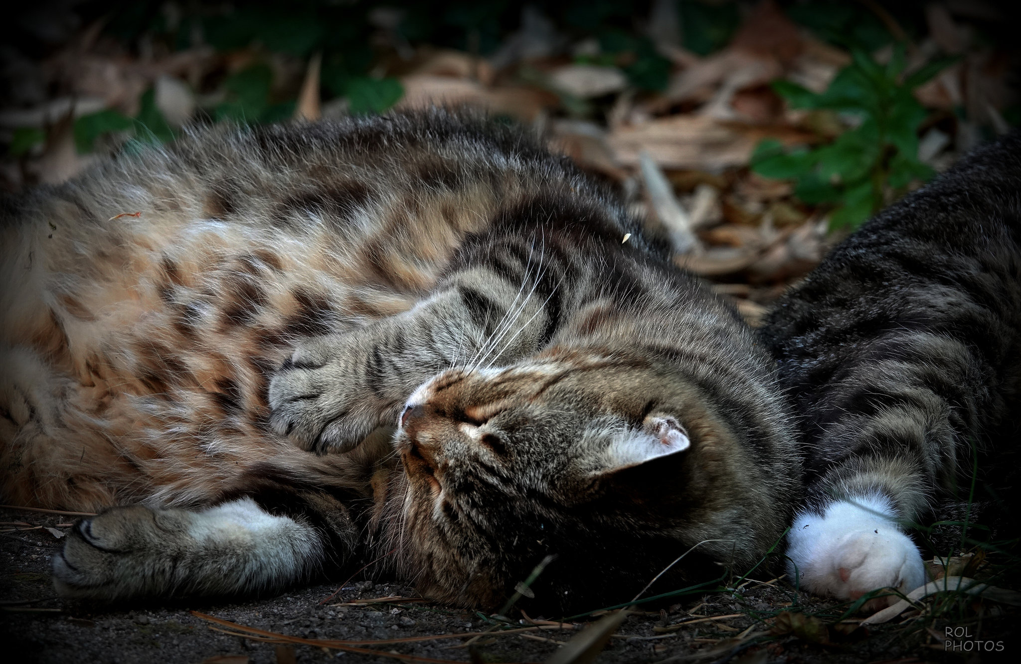 Sieste à l'ombre (à regarder en grand svp)