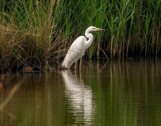 Great white egret