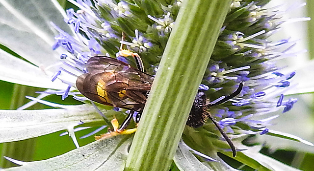 20230719 2450CPw [D~LIP] Flachblättriger Mannstreu (Eryngium planum), Bienenjagende Knotenwespe (Cerceris rybyensis), Bad Salzuflen