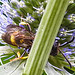 20230719 2450CPw [D~LIP] Flachblättriger Mannstreu (Eryngium planum), Bienenjagende Knotenwespe (Cerceris rybyensis), Bad Salzuflen