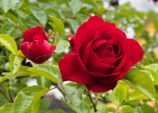Rosen