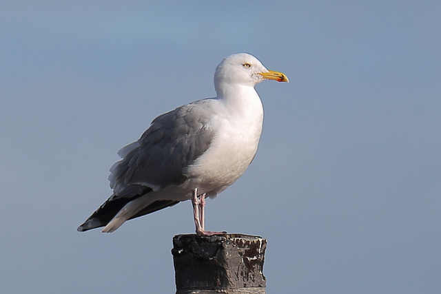 IMG 3221 HerringGull dpp