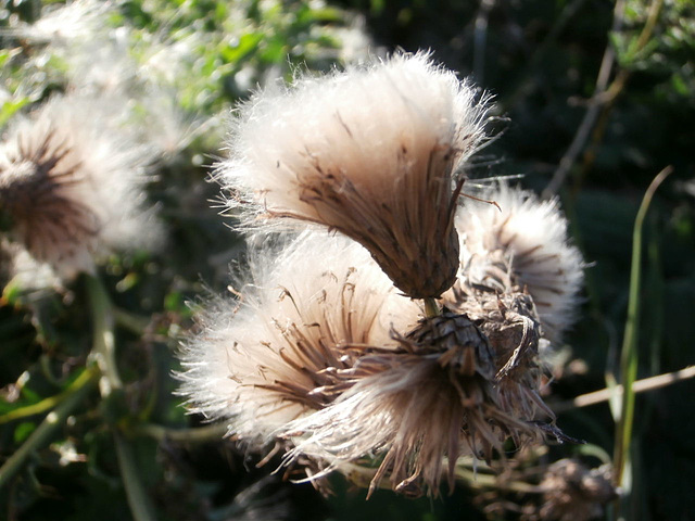 Fluff