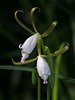 Cleistesiopsis bifaria (Small Spreading Pogonia orchid)