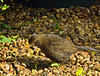 Female Blackbird searching for her breakfast