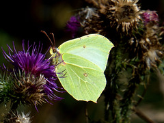 Brimstone (Gonepteryx rhamni) DSB 1530