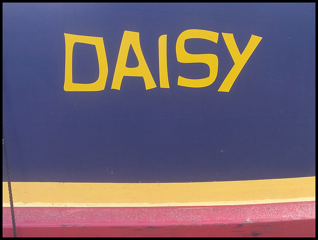 Daisy